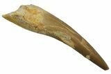 Fossil Plesiosaur (Zarafasaura) Tooth - Morocco #298025-1